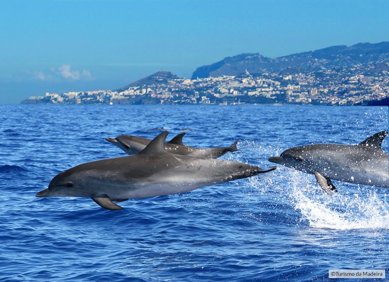 Dolphin3тФм╨╣VisitMadeira